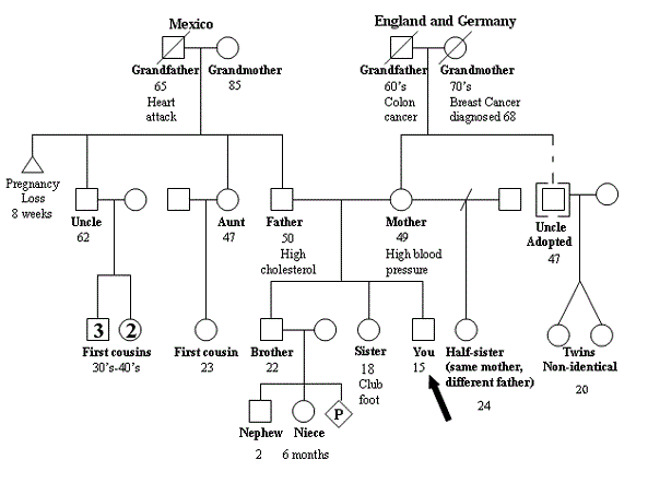 How to Draw Your Family Tree